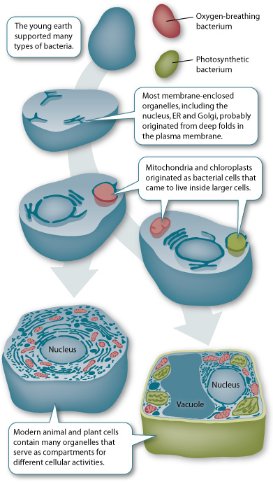 How do organelles work together?