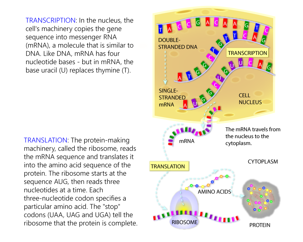 That makes me перевод. Protein Synthesis DNA. DNA Transcription. Translation MRNA. DNA RNA Protein.